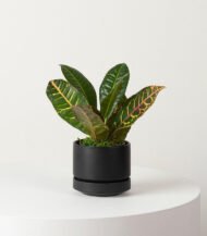 Organic Potting Mix - Image 5