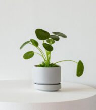 Pilea Peperomioides - Image 3