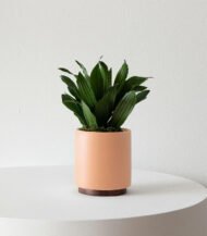 Organic Potting Mix - Image 4