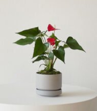 Anthurium – King of hearts - Image 3
