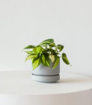 Cactus & Succulent Potting Mix - Image 3